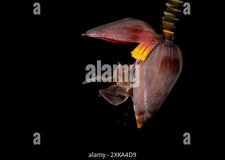 Glossophaga soricina (Glossophaga soricina) erwachsene Fütterung in der Nacht von Bananenblüten (Musa acuminata) Nektar, Costa Rica. Stockfoto