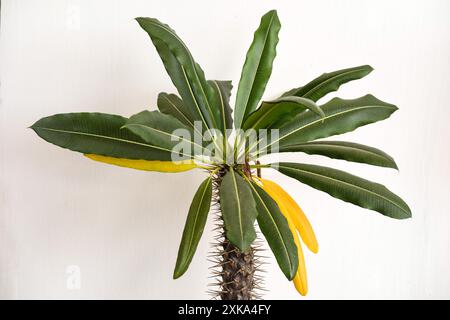 Nahaufnahme von Pachypodium vor weißem Hintergrund, dekorative Palme Stockfoto