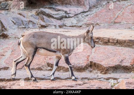 Bharal- oder Himalaya-Blauschaf oder naur (Pseudois nayaur), weiblich Stockfoto