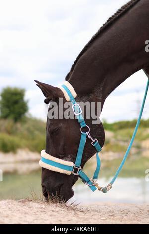 Porträt eines braunen Pferdes in einer Natur. Im Hintergrund ist Wasser Stockfoto