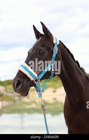 Porträt eines braunen Pferdes in einer Natur. Im Hintergrund ist Wasser Stockfoto