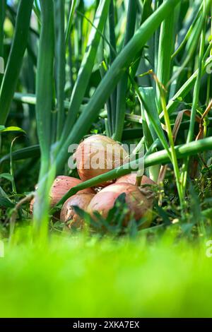 Mehrere gelbe Zwiebelzwiebeln wachsen in einem Gartenbeet, umgeben von hohen grünen Stängeln. Stockfoto