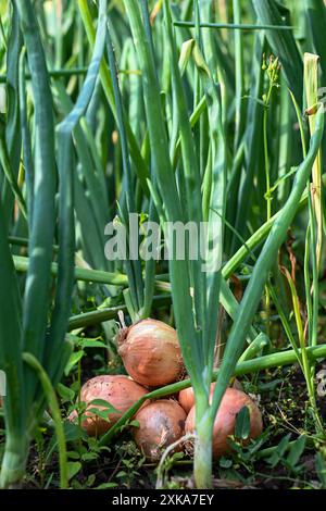 Mehrere gelbe Zwiebelzwiebeln wachsen in einem Gartenbeet, umgeben von hohen grünen Stängeln. Stockfoto