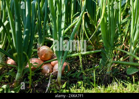 Mehrere gelbe Zwiebelzwiebeln wachsen in einem Gartenbeet, umgeben von hohen grünen Stängeln. Stockfoto