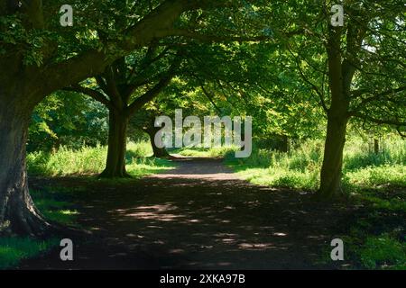 Im Sommer führt der Weg durch die Bäume von Harding's Moor, Hemel Hempstead, Hertfordshire UK Stockfoto