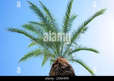 Palmenblätter breiten sich gegen einen klaren blauen Himmel aus und schaffen eine tropische Szene. Aufgenommen in einer natürlichen Umgebung. Naturbegriff und tropisches Klima Stockfoto