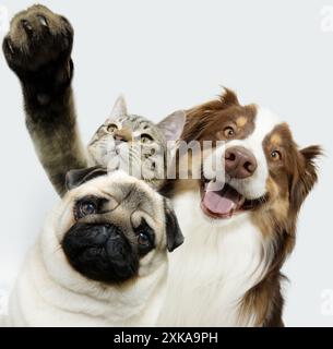 Selfie drei Haustiere. Mops und australische Schäferhunde und Katze, die in die Kamera schauen. Isoliert auf weißem Hintergrund Stockfoto