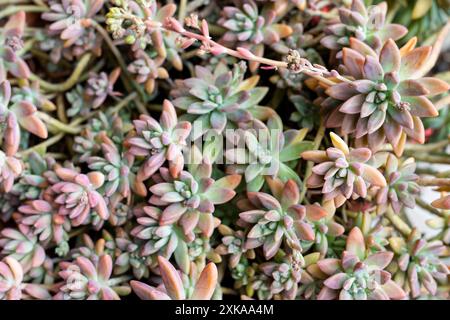 Nahaufnahme der schönen Graptosedum Darley Sunshine Sukkulenten Pflanzen Stockfoto