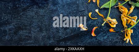 Banner mit verwelkten gelben Tulpen auf schwarzem Hintergrund. Kopierbereich, Stockfoto