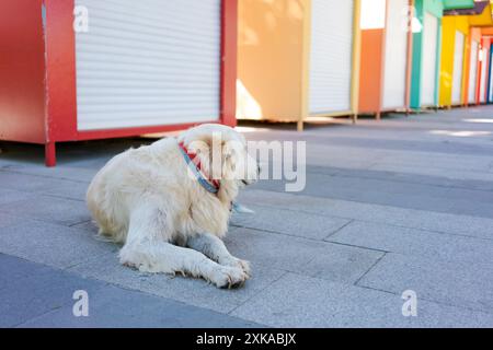 Ein goldener Retriever-Hund liegt auf einer gepflasterten Fläche in der Nähe einer Reihe von bunten, geschlossenen Geschäften mit verschlossenen Türen. Das Konzept der Entspannung und des urbanen Lebens Stockfoto