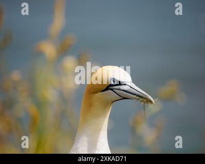 Gannet (Morus bassanus) sammelt Nistmaterial Stockfoto