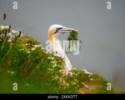 Gannet (Morus bassanus) sammelt Nistmaterial Stockfoto