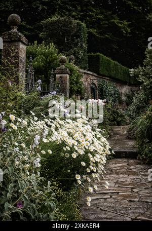 Grenze voller Oxeye Daisies, die einen Pfad in einem englischen ummauerten Garten überragen. Stockfoto