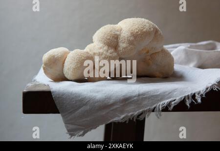 Big Lion's Maine roher Pilz auf dem Tisch. Stockfoto