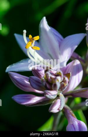 Nahaufnahme der blassen Blüten einer Hosta-Pflanze mit gelbem Pollen auf den Antheren. Stockfoto