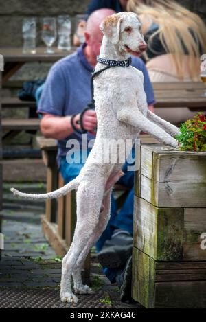 Der wissbegierige Hund steht auf Hinterbeinen, um ihn besser umzusehen. Stockfoto