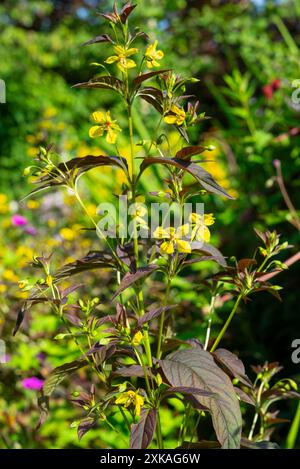 Lysimachia Ciliata „Firecracker“, eine ausdauernde Pflanze mit dunklem Laub und hellgelben Blüten im Sommer. Stockfoto