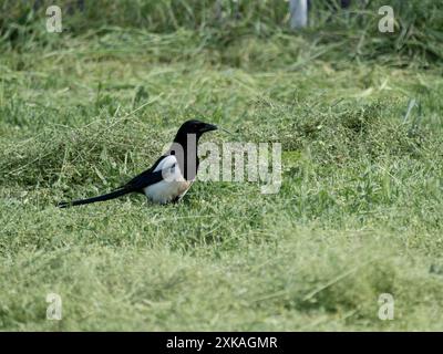 Schwarzschnabelelelpie (Pica hudsonia) ist eine Vogelart aus der Familie der Corvidae Schwarzschnabelelpie (Pica hudsonia) ist eine Vogelart der Corviden Stockfoto