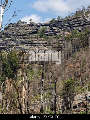 Hrensko, Tschechische Republik. Juli 2024. Das Pravcicka-Tor in der Brandstelle nach einem 2022 Großbrand im Nationalpark der Tschechischen Schweiz, Bezirk Decin, Region Usti nad Labem, Tschechische Republik, 19. Juli 2024. Quelle: Vojtech Hajek/CTK Photo/Alamy Live News Stockfoto