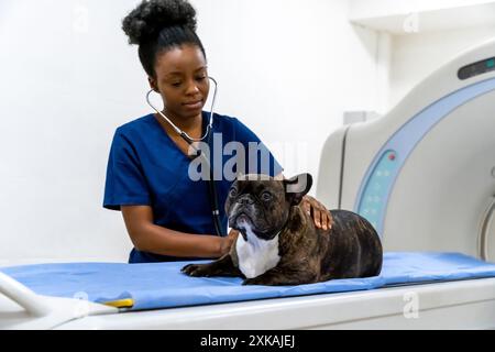 afroamerikanische Tierärztin steht in der Klinik neben dem Hund Stockfoto