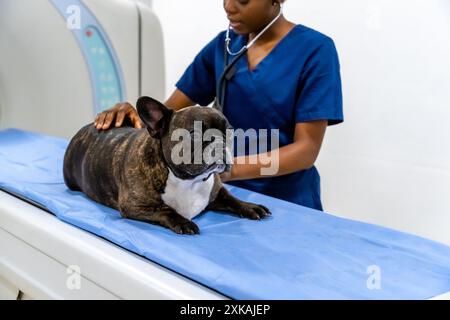 afroamerikanische Tierärztin steht in der Klinik neben dem Hund Stockfoto