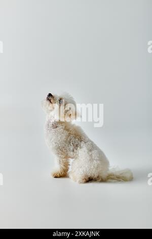 Kleiner, weißer Bichon Frise Hund sitzt friedlich auf hellem, weißem Boden. Stockfoto