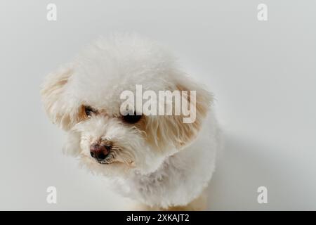 Kleiner weißer Hund, der ruhig auf einem hellen weißen Boden sitzt. Stockfoto