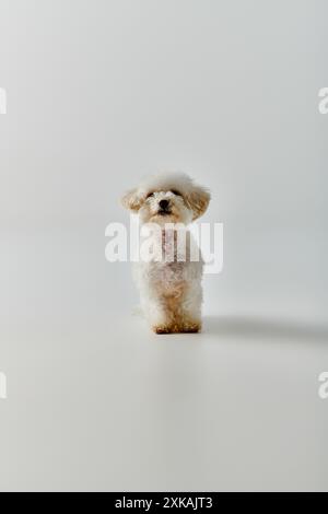 Kleiner weißer Hund, Bigonfrise, friedlich auf einem hellen weißen Boden. Stockfoto