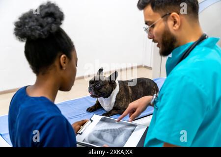 Kollegen in der Tierklinik arbeiten an MRT-Ergebnissen und schauen beteiligt Stockfoto