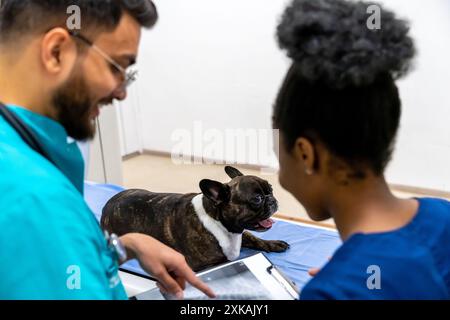 Kollegen in der Tierklinik arbeiten an MRT-Ergebnissen und schauen beteiligt Stockfoto