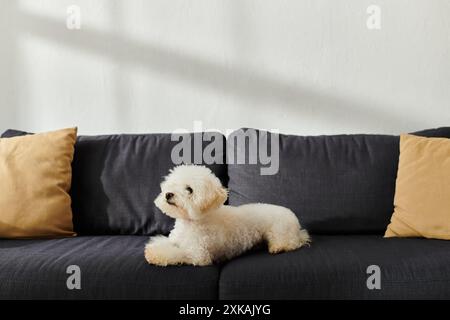 Kleiner weißer Hund liegt friedlich auf einer schwarzen Couch. Stockfoto