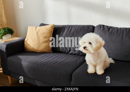 Niedliche Biconfrise, die zu Hause auf einer eleganten schwarzen Couch sitzt. Stockfoto