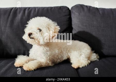 Kleiner weißer Bichon Frise Hund, der friedlich auf der schwarzen Couch sitzt. Stockfoto