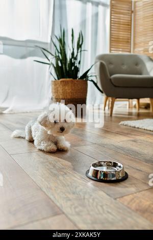 Ein kleiner weißer Bichon Frise Hund, der friedlich neben einer Schüssel Wasser ruht. Stockfoto