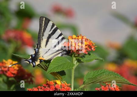 Seltener Schwalbenschwanz-Schmetterling auf einer lantana-Blume. Das iphiclides podalirius-Insekt ist in einem Spinnennetz gefangen, das ist die Unterseite des Flügels des Insekts Stockfoto