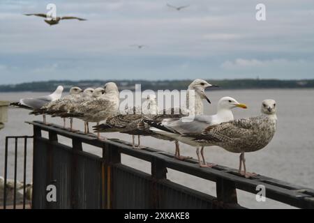 Eine Gruppe junger Europäischer Heringsmöwen stand auf einem Geländer am Liverpool Pier Head. Eine Schar Möwen, die an einem bewölkten Tag aufs Meer blicken. Stockfoto