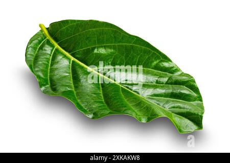 Seitenansicht eines einzelnen grünen Great morinda, tahitianische Noni, indische Maulbeere, Strandmaulbeerblatt isoliert auf weißem Hintergrund mit Schnittpfad. Stockfoto