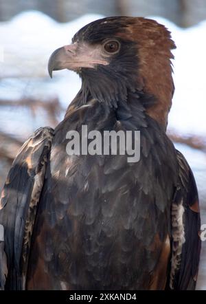 Der schwarze Bussard ist recht groß mit breiten, abgerundeten Flügeln und einem kurzen Hals und Schwanz. Stockfoto