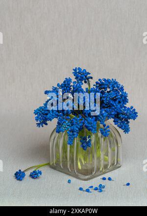 Zartes Bouquet. Muscari-Geocypts in einer Glasvase auf hellgrauem Hintergrund. Zärtlichkeit. Frischer Duft des Frühlings. Ruhiges Stillleben. Hyazinthen Stockfoto