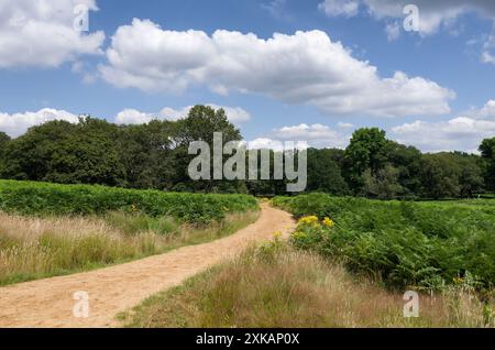 Wanderweg in Richmond Park, London, England Stockfoto