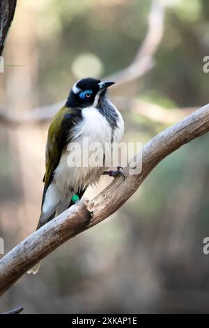 Der blaue Honeyeater hat einen schwarzen Kopf, eine weiße Brust, goldene olivgrüne Flügel und eine blaue Augenbraue Stockfoto