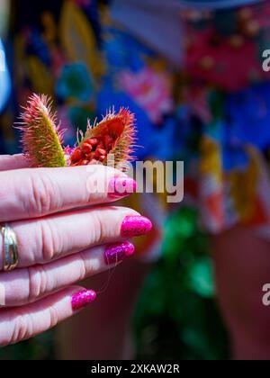 Sansibar Gewürztour. Offene Lippenstift-Frucht vom Achiote-Baum, gehalten zwischen den Fingern einer weißen Frau auf einer Gewürzfarm. Tansania, Afrika Stockfoto