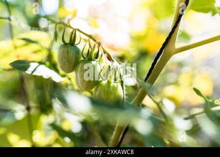 Grüne, unreife Kirschtomaten auf Zweig Stockfoto