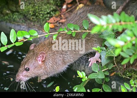 Ratten in der Landschaft eine Wanderratte läuft auf der Suche nach Nahrung durch das Gebüsch und trinkt an einem Teich, wo sie auch etwas Fischfutter frisst. *** Ratten in der Landschaft läuft Eine Norwegerratte durch die Büsche auf der Suche nach Nahrung und Getränken an einem Teich, wo sie auch Fischfutter isst Stockfoto