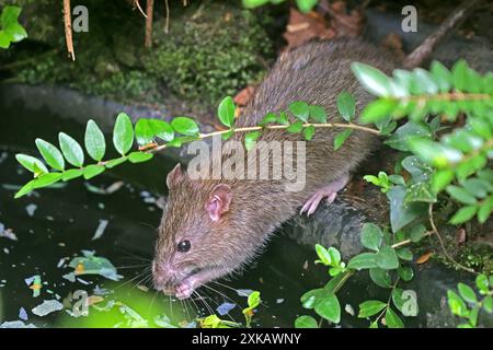 Ratten in der Landschaft eine Wanderratte läuft auf der Suche nach Nahrung durch das Gebüsch und trinkt an einem Teich, wo sie auch etwas Fischfutter frisst. *** Ratten in der Landschaft läuft Eine Norwegerratte durch die Büsche auf der Suche nach Nahrung und Getränken an einem Teich, wo sie auch Fischfutter isst Stockfoto