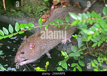 Ratten in der Landschaft eine Wanderratte läuft auf der Suche nach Nahrung durch das Gebüsch und trinkt an einem Teich, wo sie auch etwas Fischfutter frisst. *** Ratten in der Landschaft läuft Eine Norwegerratte durch die Büsche auf der Suche nach Nahrung und Getränken an einem Teich, wo sie auch Fischfutter isst Stockfoto