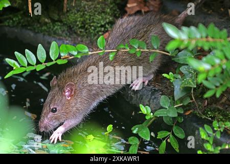 Ratten in der Landschaft eine Wanderratte läuft auf der Suche nach Nahrung durch das Gebüsch und trinkt an einem Teich, wo sie auch etwas Fischfutter frisst. *** Ratten in der Landschaft läuft Eine Norwegerratte durch die Büsche auf der Suche nach Nahrung und Getränken an einem Teich, wo sie auch Fischfutter isst Stockfoto