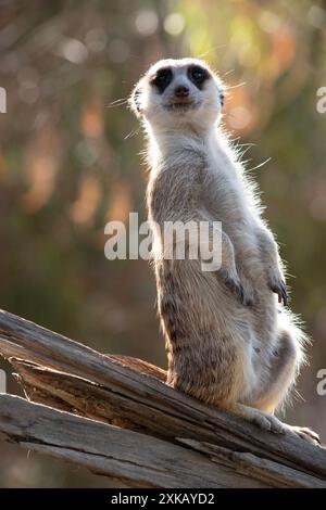 Erdmännchen sind kleine Säugetiere mit grauem und braunem Fell. Sie haben dunkle Flecken um ihre Augen, um ihre Augen vor der Sonne zu schützen Stockfoto