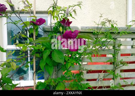 Rötlich violette Clematis Blüte wächst auf einem Holzrahmen vor einem Haus Fenster im Sommer West Wales Großbritannien KATHY DEWITT Stockfoto