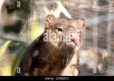 Gepunktete Quolls sind Beuteltiere mit kräftigem rotem bis dunkelbraunem Fell und weißen Flecken auf der Rückseite, die sich bis zum Schwanz fortsetzen. Stockfoto